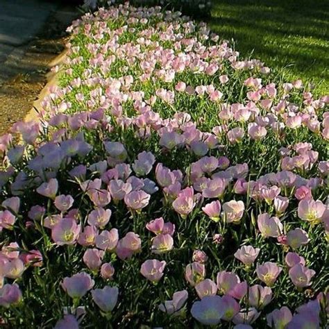 Showy Evening Primrose Flower Seeds Oenothera Speciosa Seeds Etsy