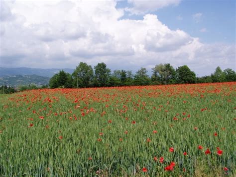 Bergtour Marcia Del Ciliegio In Fiore Tour 129569