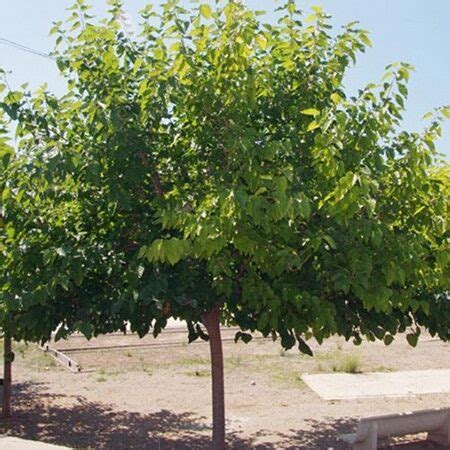 Cuidados B Sicos Para El Rbol De La Morera Mant N Tu Rbol Sano Y