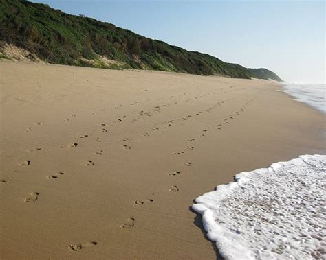 Strike leads to removal of shark nets on KZN beaches