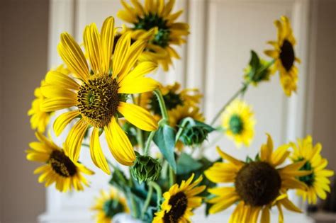 Come Coltivare Il Girasole In Vaso Tutti I Consigli Pourfemme