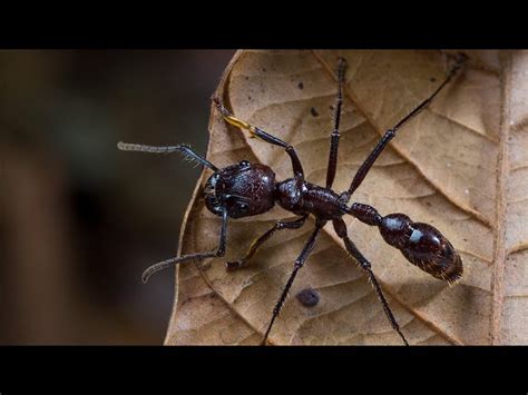 Ученые раскрыли секрет самого болезненного укуса насекомого в мире ...