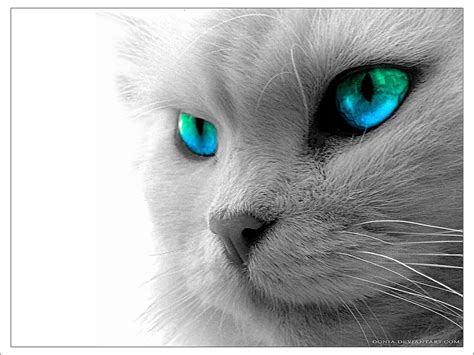 Imagem de papel de parede Gatos Gato Doméstico Animais Download Grátis