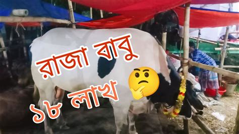 কোরবানির হাটের সবচেয়ে বড় গরু Youtube