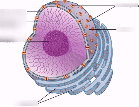 Nucleus Diagram Quizlet