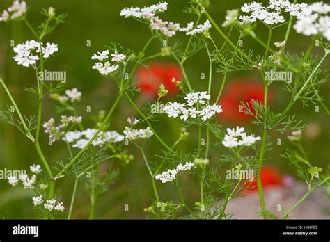 Echter Koriander Coriandrum Sativum Coriander Cilantro Chinese