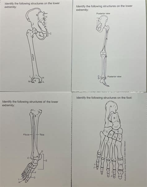 Ie Appendicular Skeleton Lower Extremity Bones Diagram Quizlet