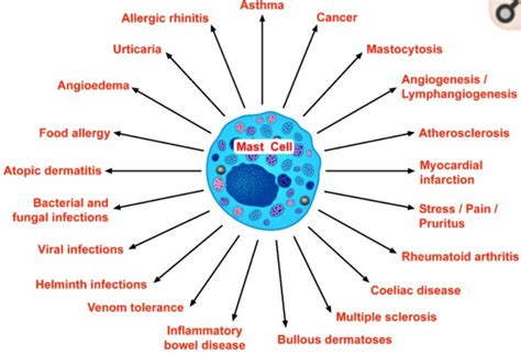 mast cell diseases mcas genes  solutions