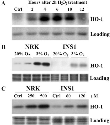 Induction Of Heme Oxygenase 1 HO 1 By H2O2 Treatment And By 3 Oxygen