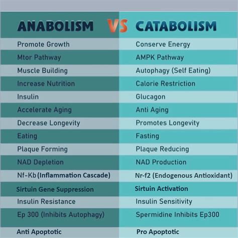 Anabolism Vs Catabolism Copy - The Trauma Recovery Institute