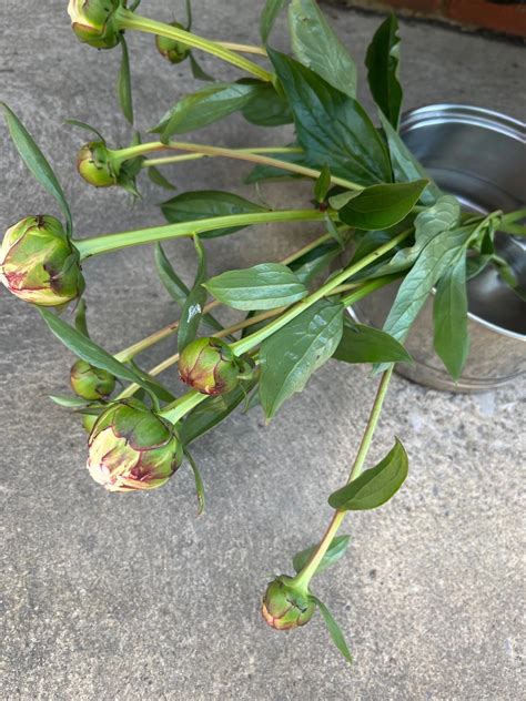 How To Cut Peonies For A Vase