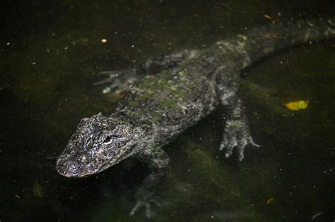 Cidade Na China Come A Ca Ada Por Crocodilos Que Escaparam Durante