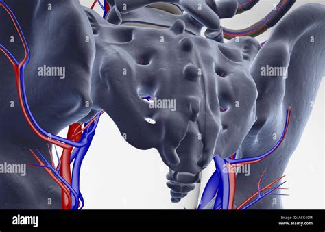 Blood Supply Of Pelvis Hi Res Stock Photography And Images Alamy