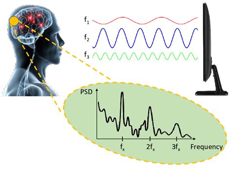 SSVEP Response To Frequency Coded Stimuli At The Occipital Region Of