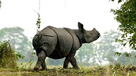 Roaming Rhino Becomes Nepalese Towns Most Popular Visitor Video — Rt