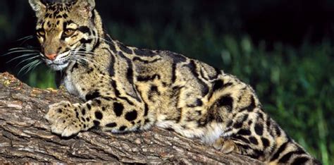 Animal Pedia: Clouded Leopard- A Medium-sized Cat