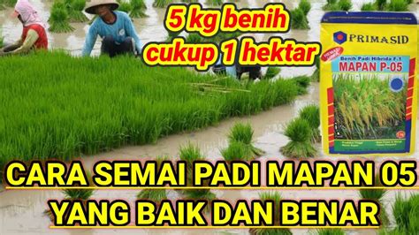 Cara Semai Padi Hibrida Mapan Yang Baik Dan Benar Youtube