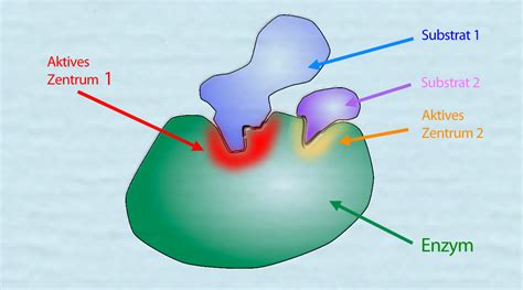 Spezifit T Der Enzyme