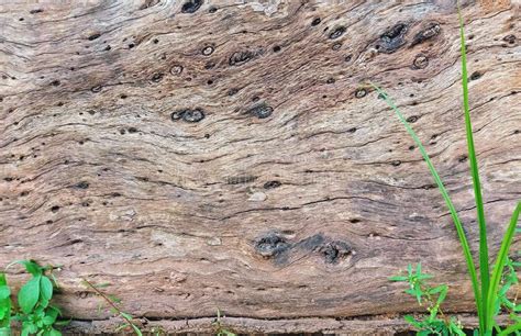 Background of the Cambium Surface of the Tree with Grass at the Bottom ...