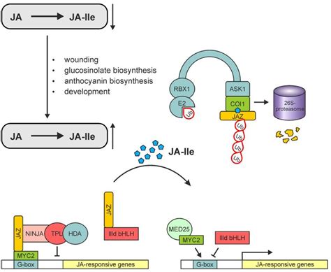 A Simplified Model Of Ja Ile Perception And Signaling Via The Scf