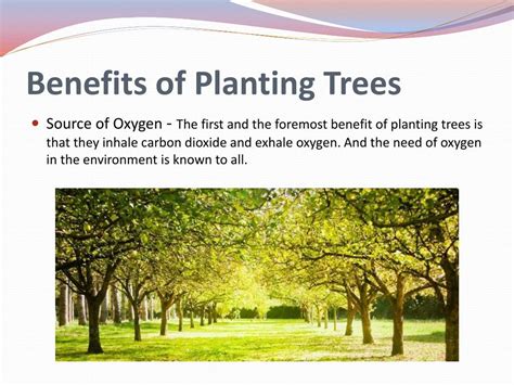 PPT - Tree Plantation PowerPoint Presentation, free download - ID:8076096
