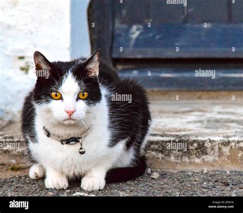 Orange and white cat hi-res stock photography and images - Alamy