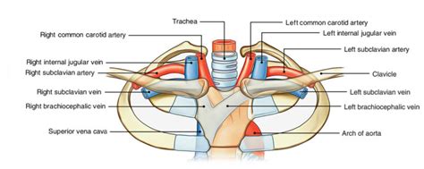 Subclavian Arteries Earths Lab