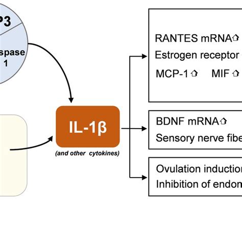 The Metabolic Process Of Uric Acid Download Scientific Diagram