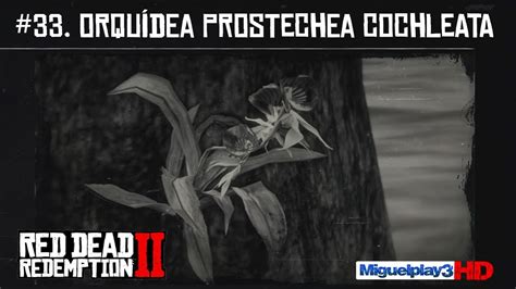 Localización Múltiple Orquídea Prostechea Cochleata 33pendio Plantas Red Dead