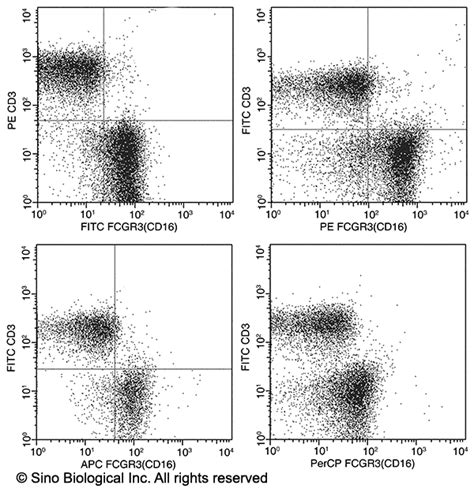 Recombinant Anti Cd Fcgr Fc Gamma Riii Antibody Percp Rabbit Mab