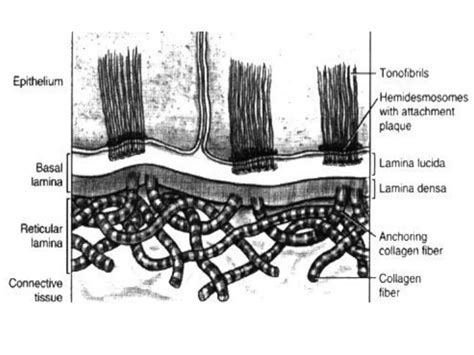 gingival hyperplasia :underlying Pathological mechanisms.pdf