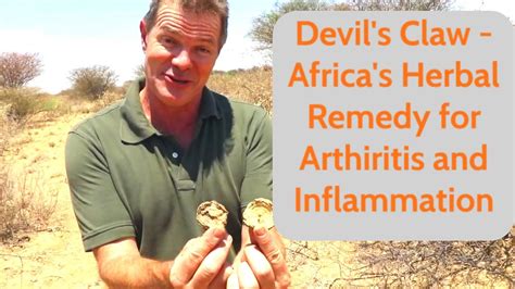 Devil’s Claw - Africa’s Herbal Remedy for Arthritis and Inflammation ...