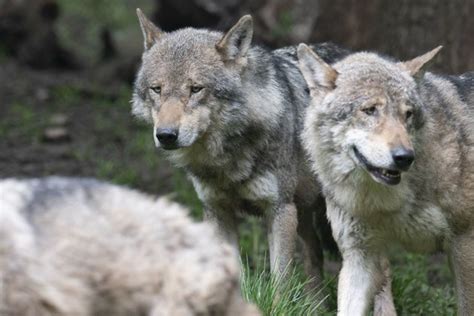 Chernobyl wolves have anti-cancer genome study