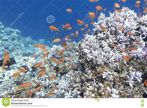 Buntes Korallenriff Mit Masse Von Fische Anthias Im Tropischen Meer