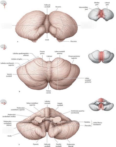 Cerebellum Diagram Quizlet