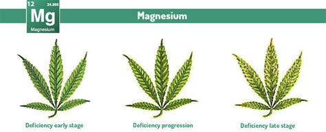 The Complete Cannabis Nutrient Deficiencies Guide Msb