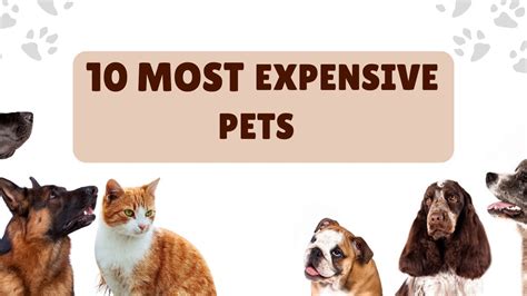 Top Most Expensive Pets Youtube