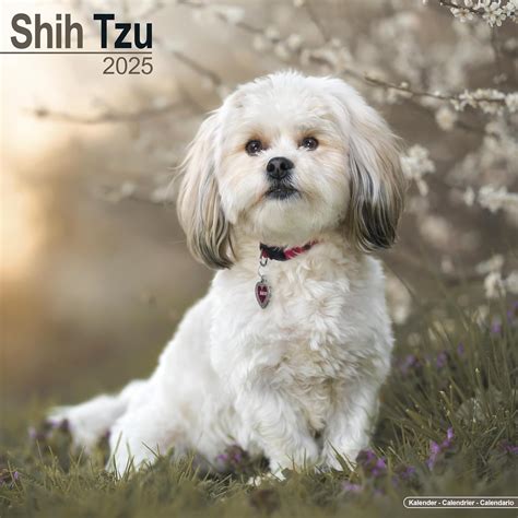 Shih Tzu Calendar 2025 | Square Dog Breed Wall Calendar - 16 Month: Avonside Publishing Ltd