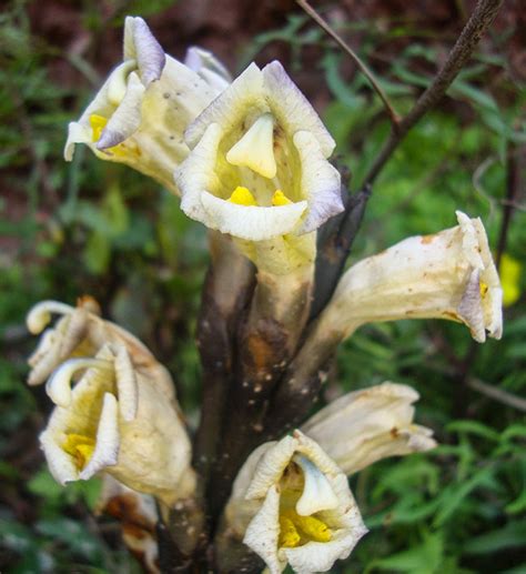 El Biomarat N De Flora Espa Ola Se Planta Contra La Ceguera Vegetal