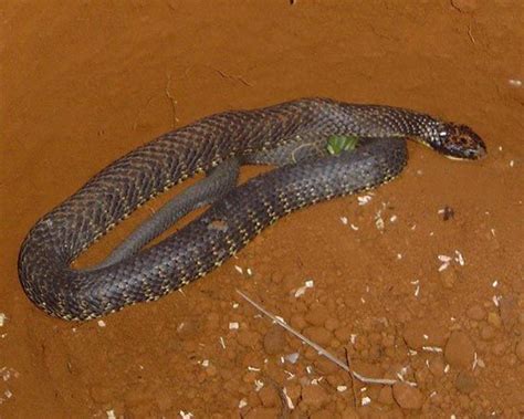 Tiger snake | venomous, Australian, dangerous | Britannica