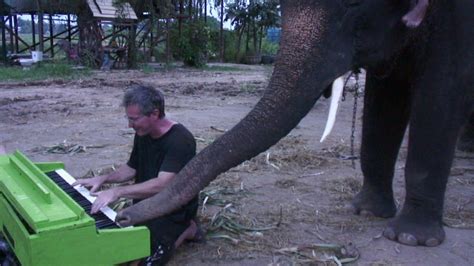 Elephant plays piano / Boing Boing