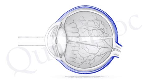 Lœil Anatomie Et Fonctionnement Des Yeux Schéma