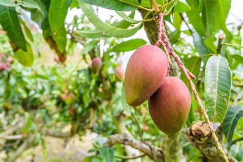 Arbres Fruitiers Croissance Rapide Pour Une R Colte Rapide Super