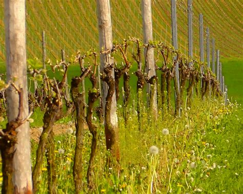 Plantation De La Vigne Le Choix Du Porte Greffe WISP