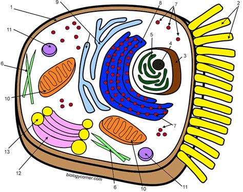 Animal Cell Coloring Sheet