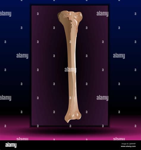 Bone Marrow Human Bone Structure Vector Illustration Stock Photo