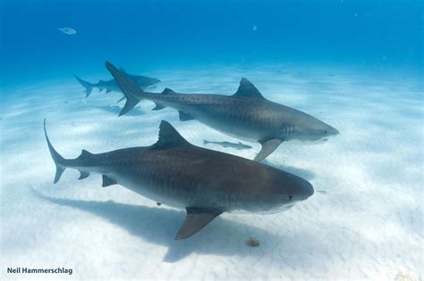 Tiger Beach Research Reveals Tiger Sharks Have Social Preferences for ...