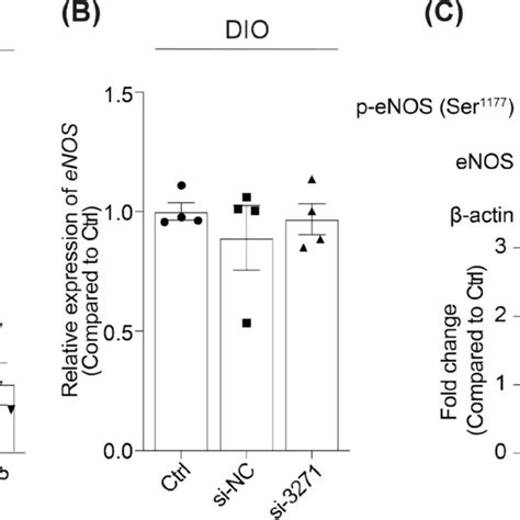 Knockdown Efficiency Of Lncrna Ensmust Sirna In The