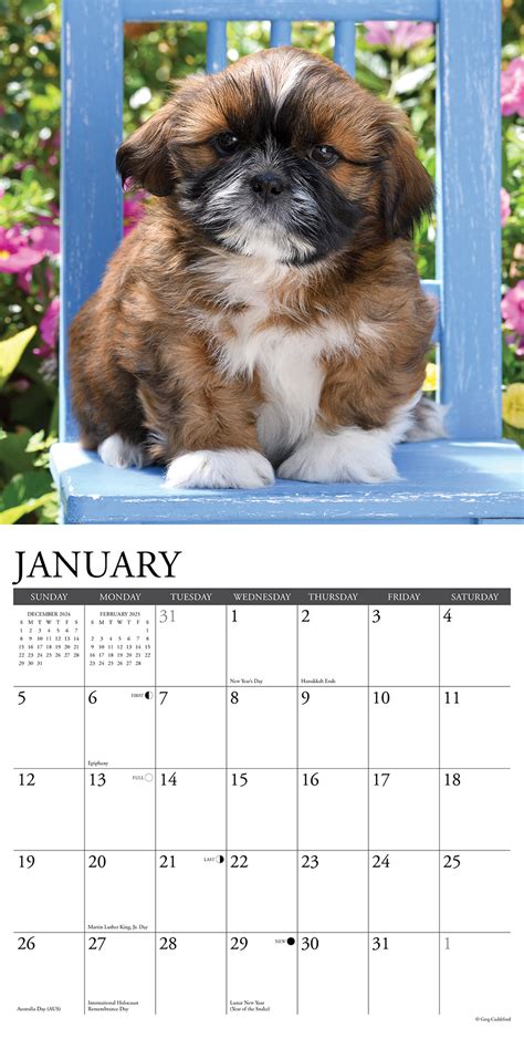 Shih Tzu Puppies Kalender Kopen Bestel Eenvoudig Online