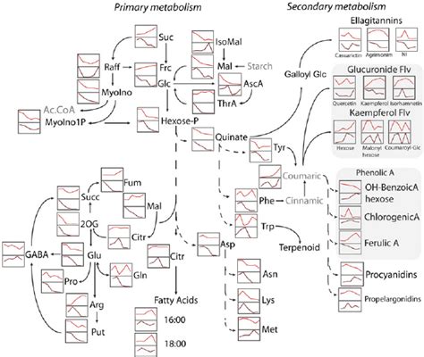 Schematic Representation Of A Number Of The Major Processes In Primary